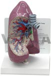 Right Lung Anatomical Model